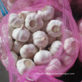 New Crop Fresh White Garlic at Wholesale Price